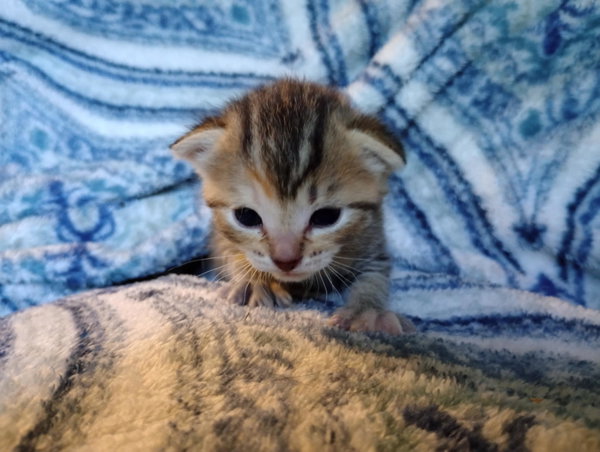 Rosie