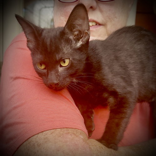 MERLIN - Domestic Short Hair available for adoption
