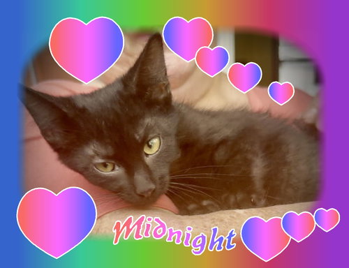 MIDNIGHT - Domestic Short Hair available for adoption