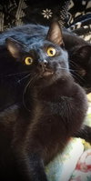 Marcel - Photo 4