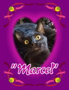 Marcel - Photo 1