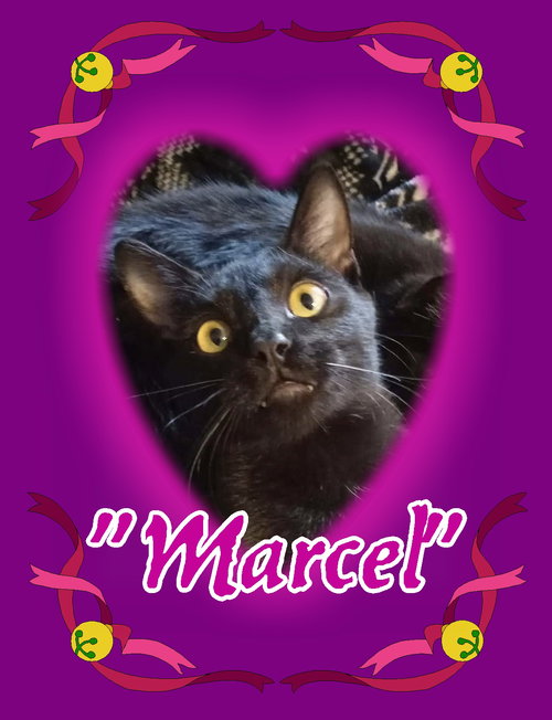 MARCEL - Domestic Short Hair available for adoption