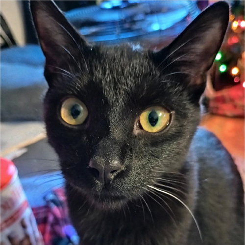 Marcel