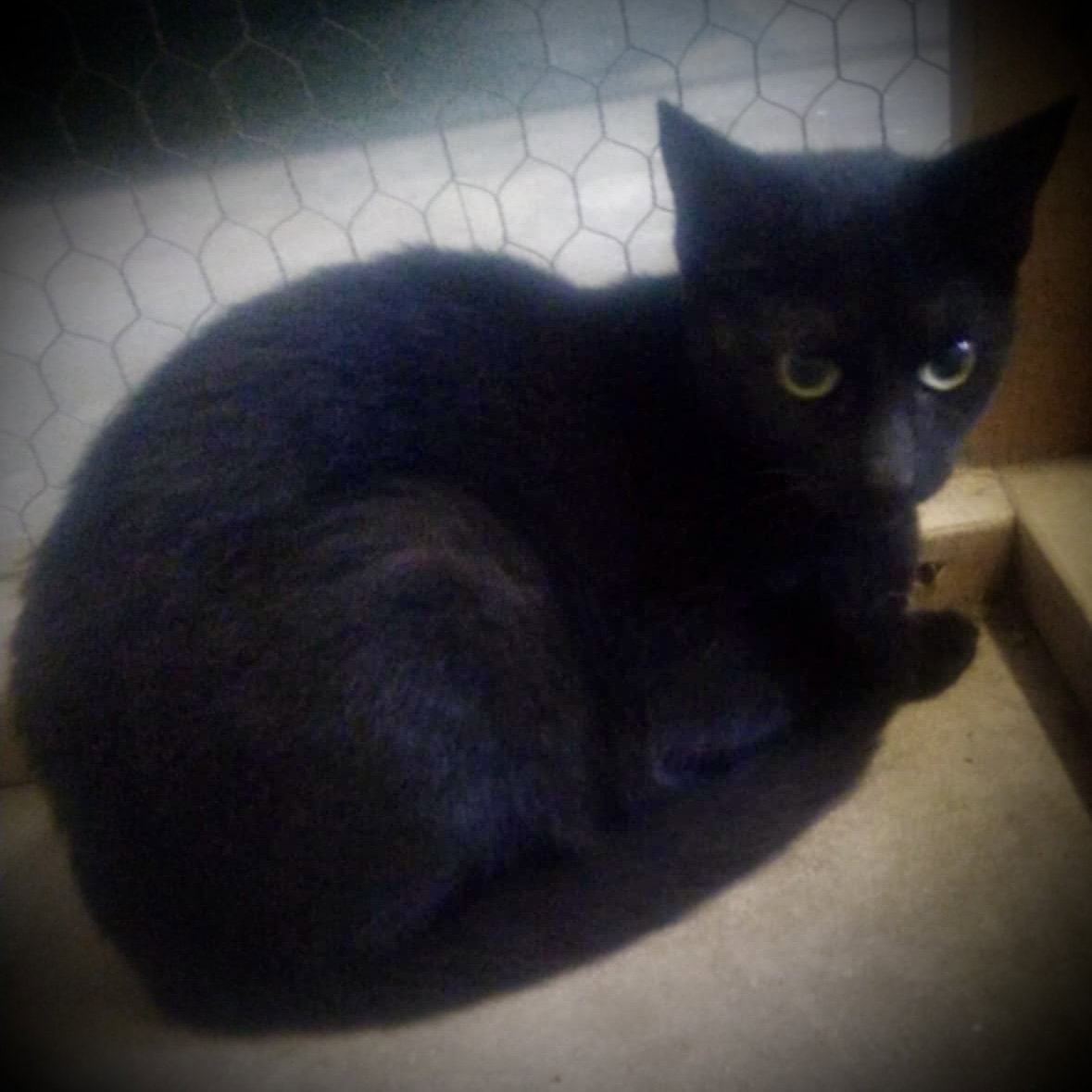 Selena (Black Female) Image