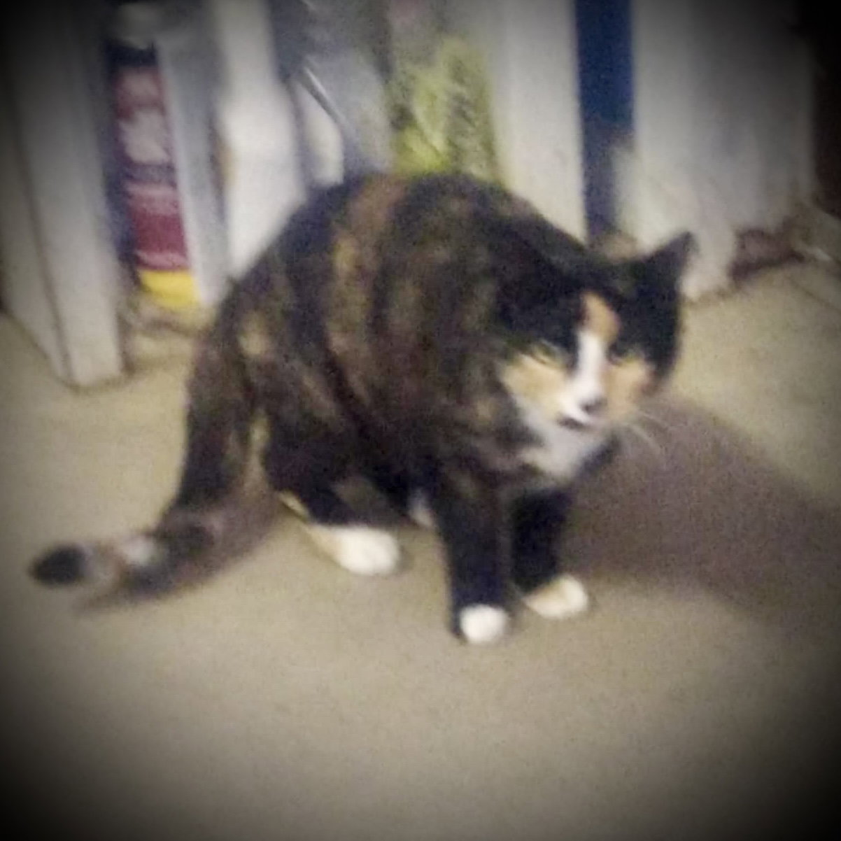 Layla (Torti & white Female 1) Image