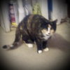 Layla (Torti & white Female 1)