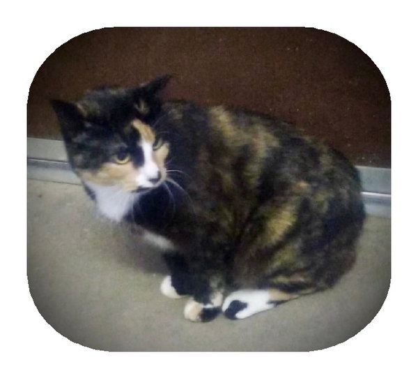 Layla (Torti & white Female 1)