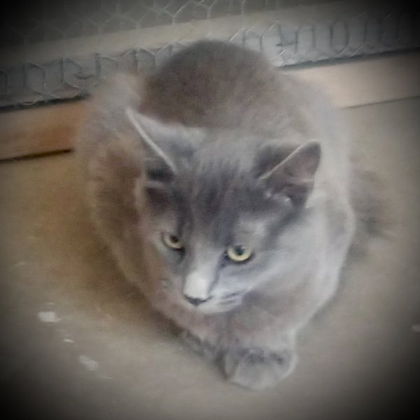 Picasso (Gray Fluffy Male)