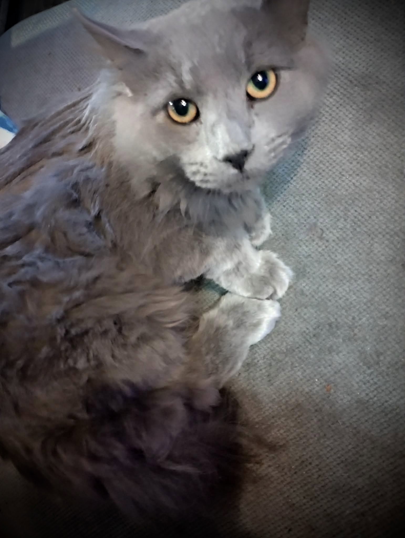 Picasso (Gray Fluffy Male) Image