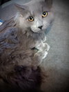 Picasso (Gray Fluffy Male)