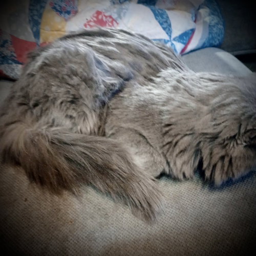 Photo 2 of ***Picasso (Gray Fluffy Male)
