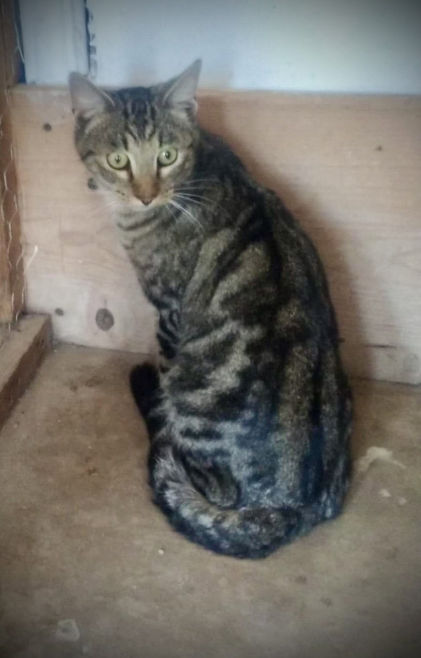 Van Gogh (Tabby Male) Image