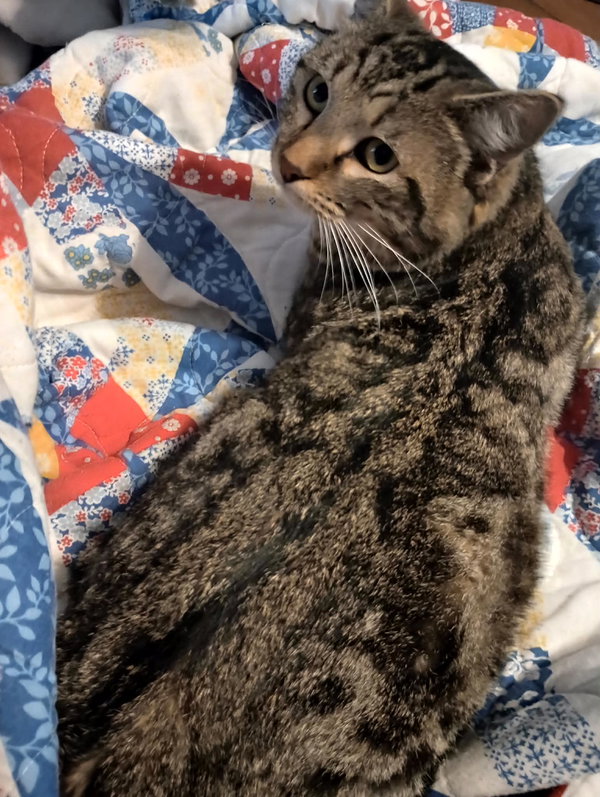Van Gogh (Tabby Male)