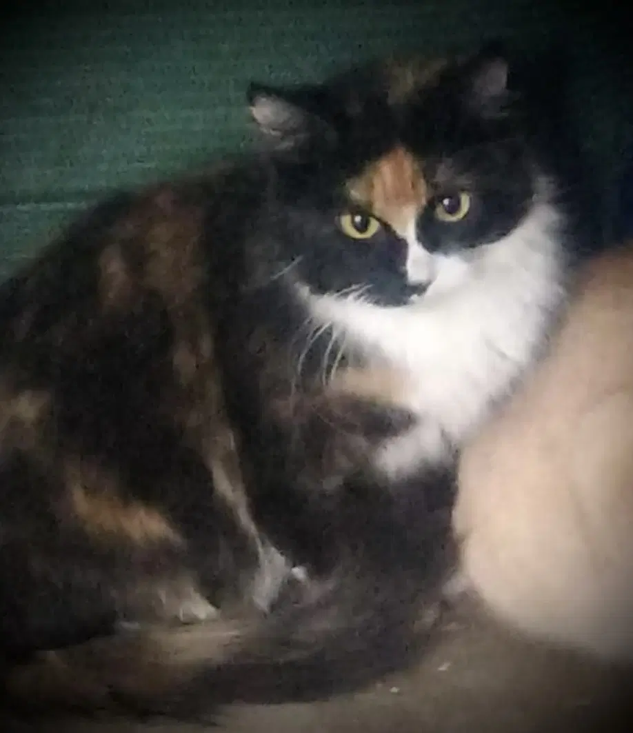 Ladybug Torti  White Female - Tortoiseshell
