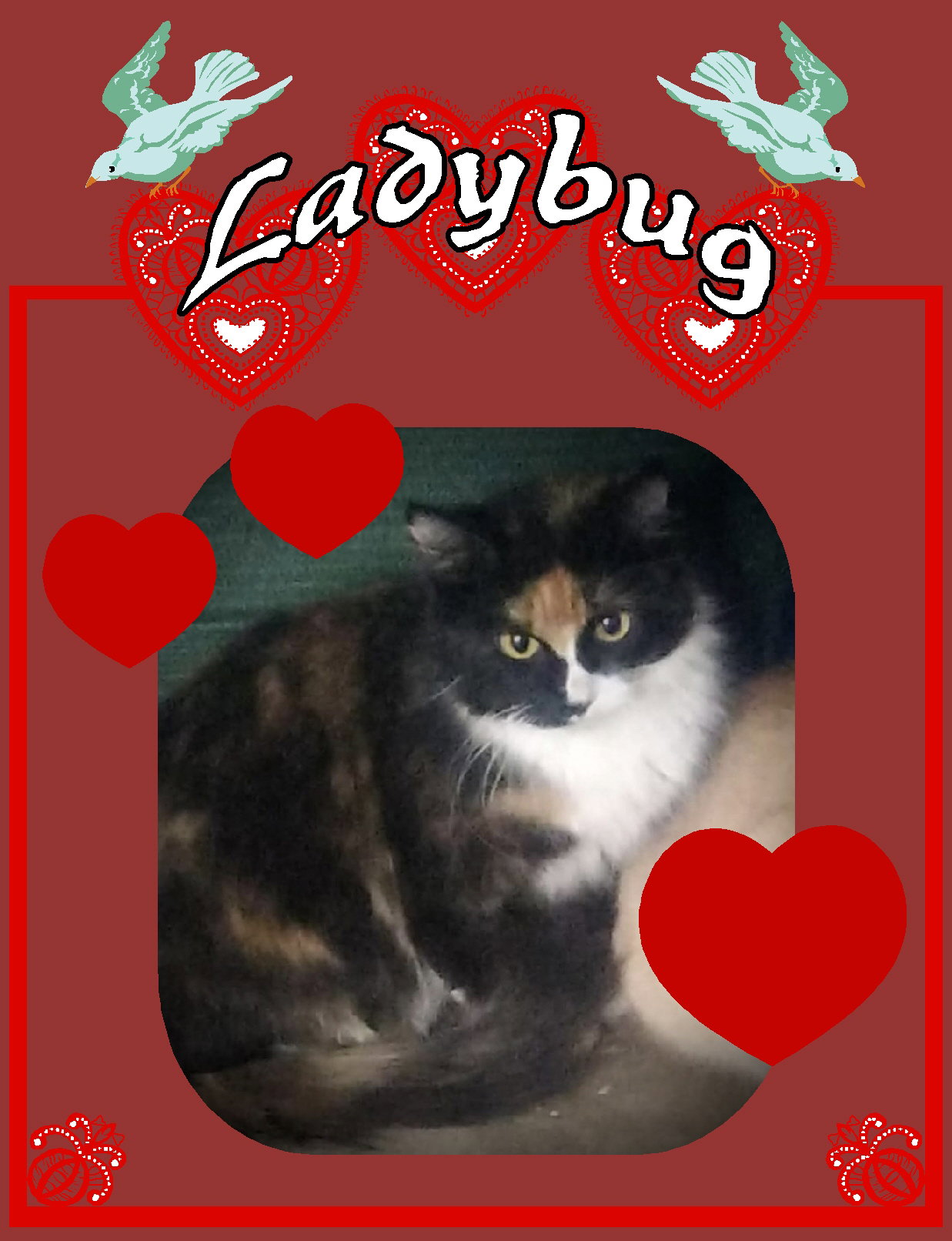 Ladybug (Torti & white Female2) Image