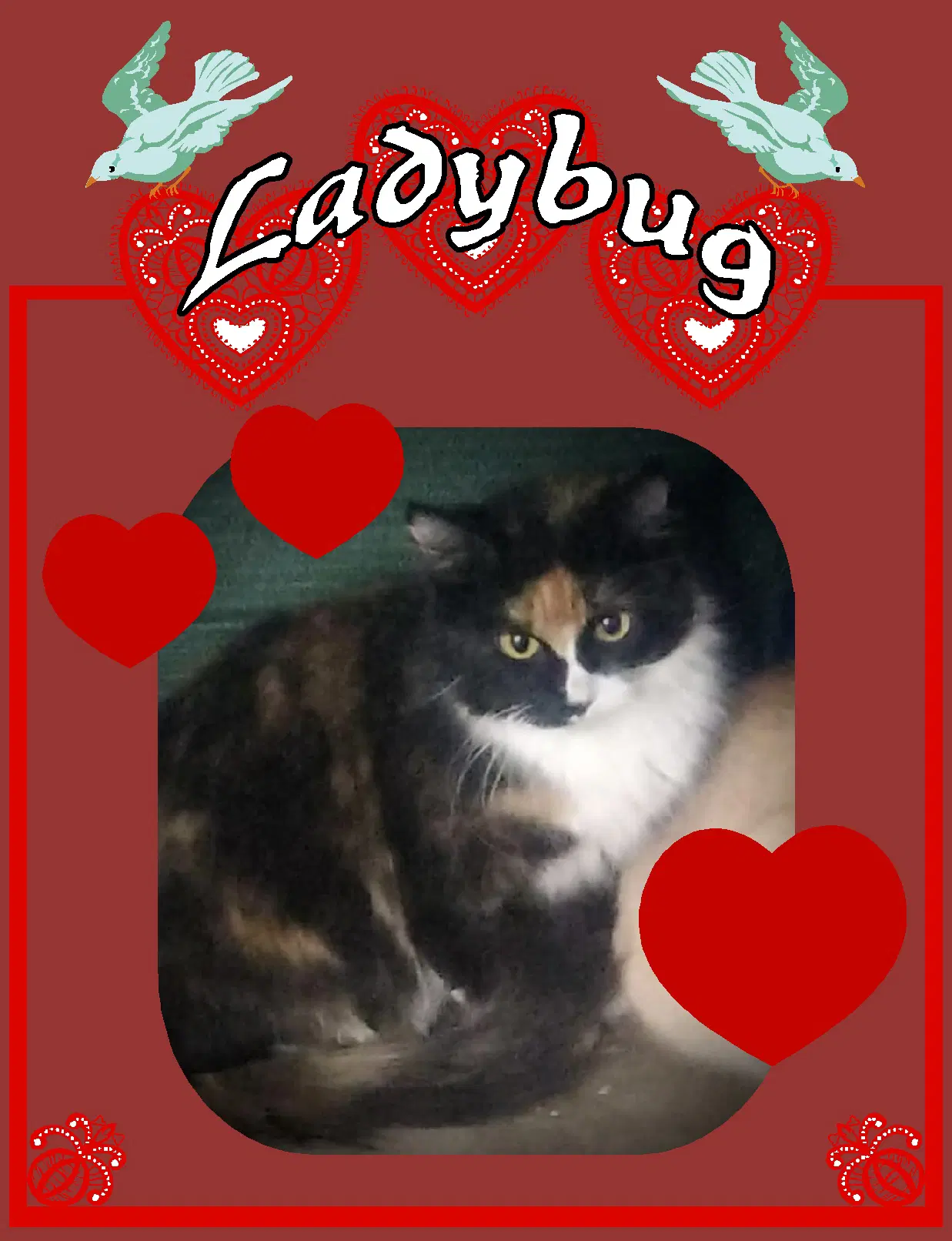 Ladybug Torti  White Female image 2