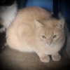Nada (Orange Male)