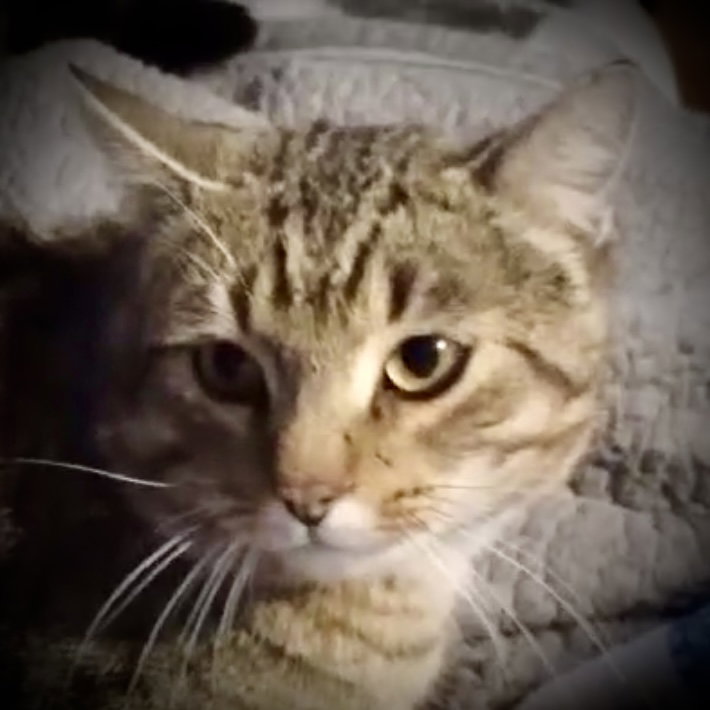 Barney (Blk & Tan Tabby) Image