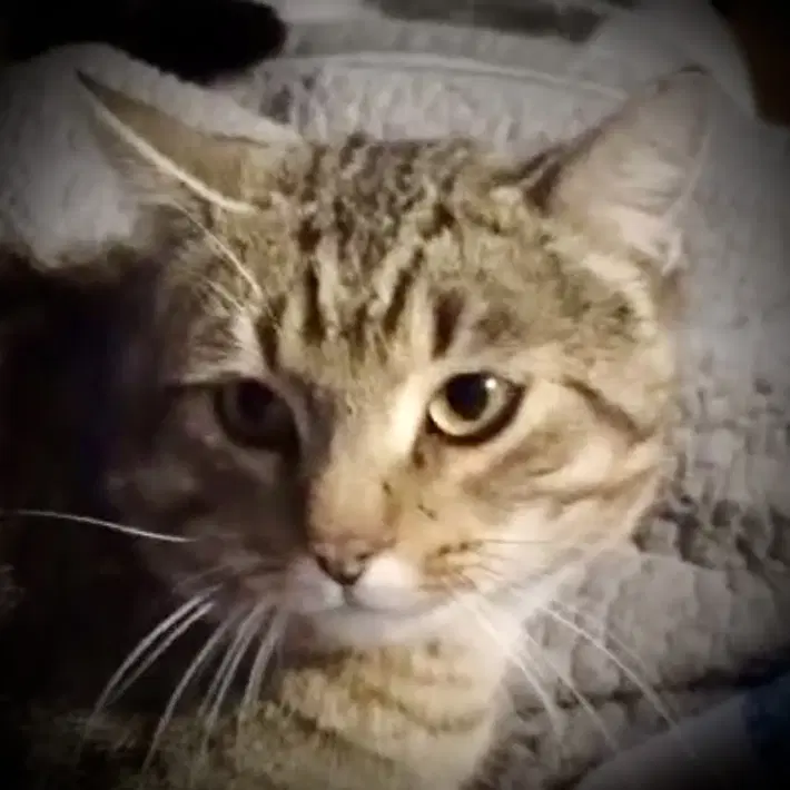 Barney Blk  Tan Tabby - Tabby