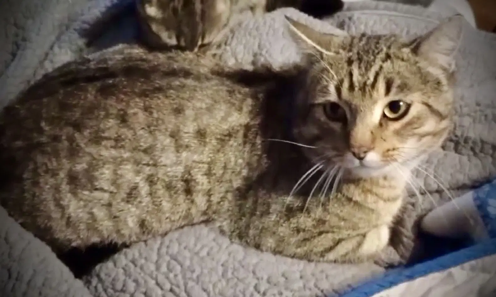Barney Blk  Tan Tabby image 2