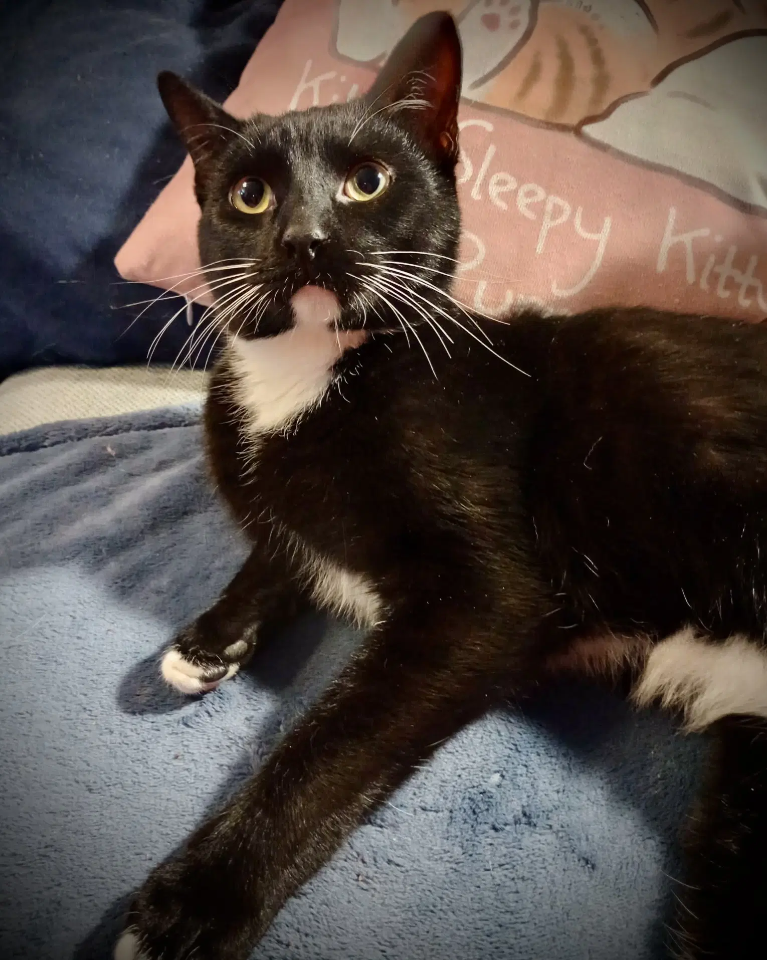 Chandler Tux Male - Tuxedo