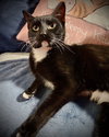 Chandler (Tux Male)