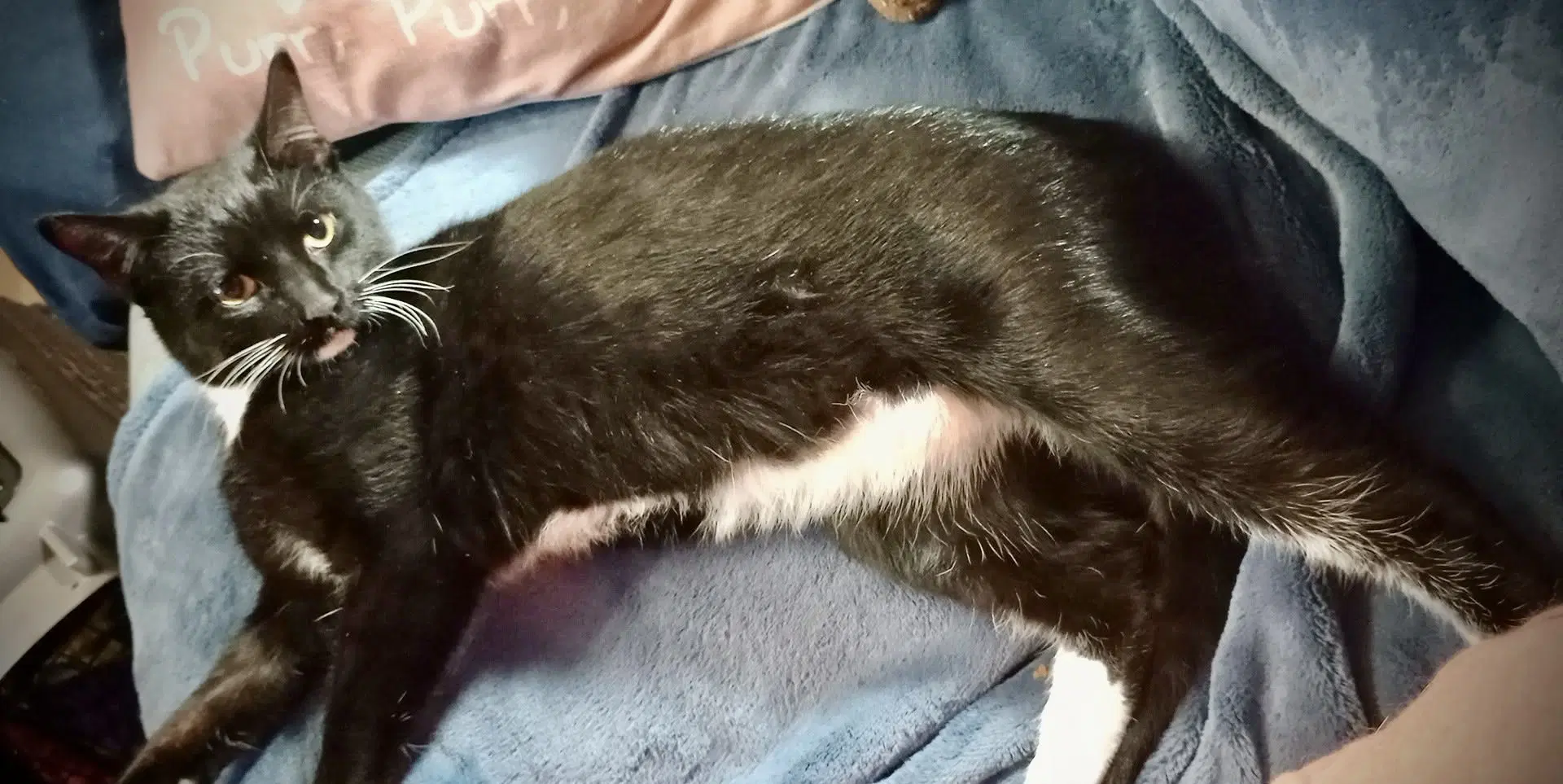 Chandler Tux Male image 3