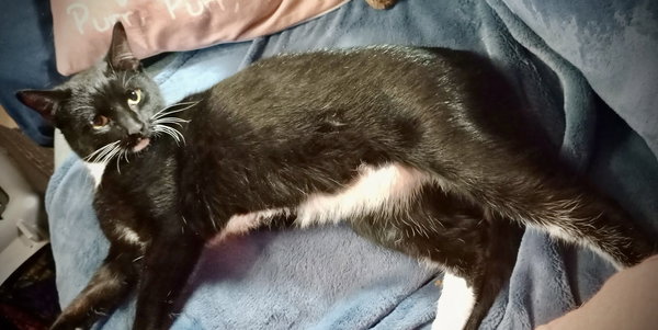 Chandler (Tux Male)