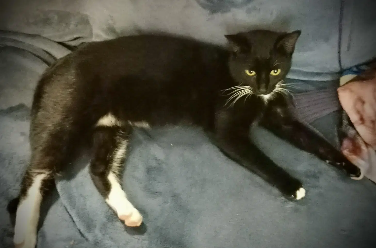 Chandler Tux Male image 2