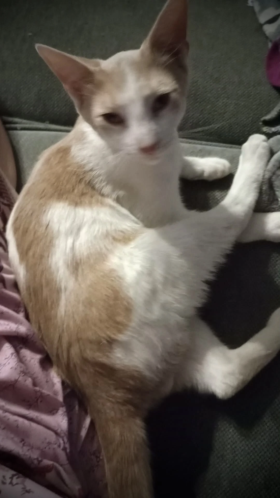 Ripley