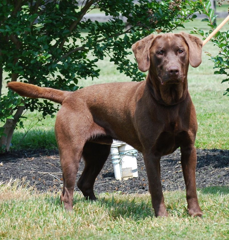 Dog for Adoption Max, a Chocolate Labrador Retriever in Stratford, NJ