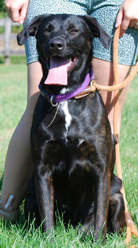 Dog for Adoption Queenie, a Labrador Retriever in Catonsville, MD