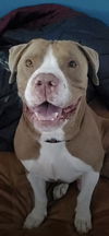 Dimitri