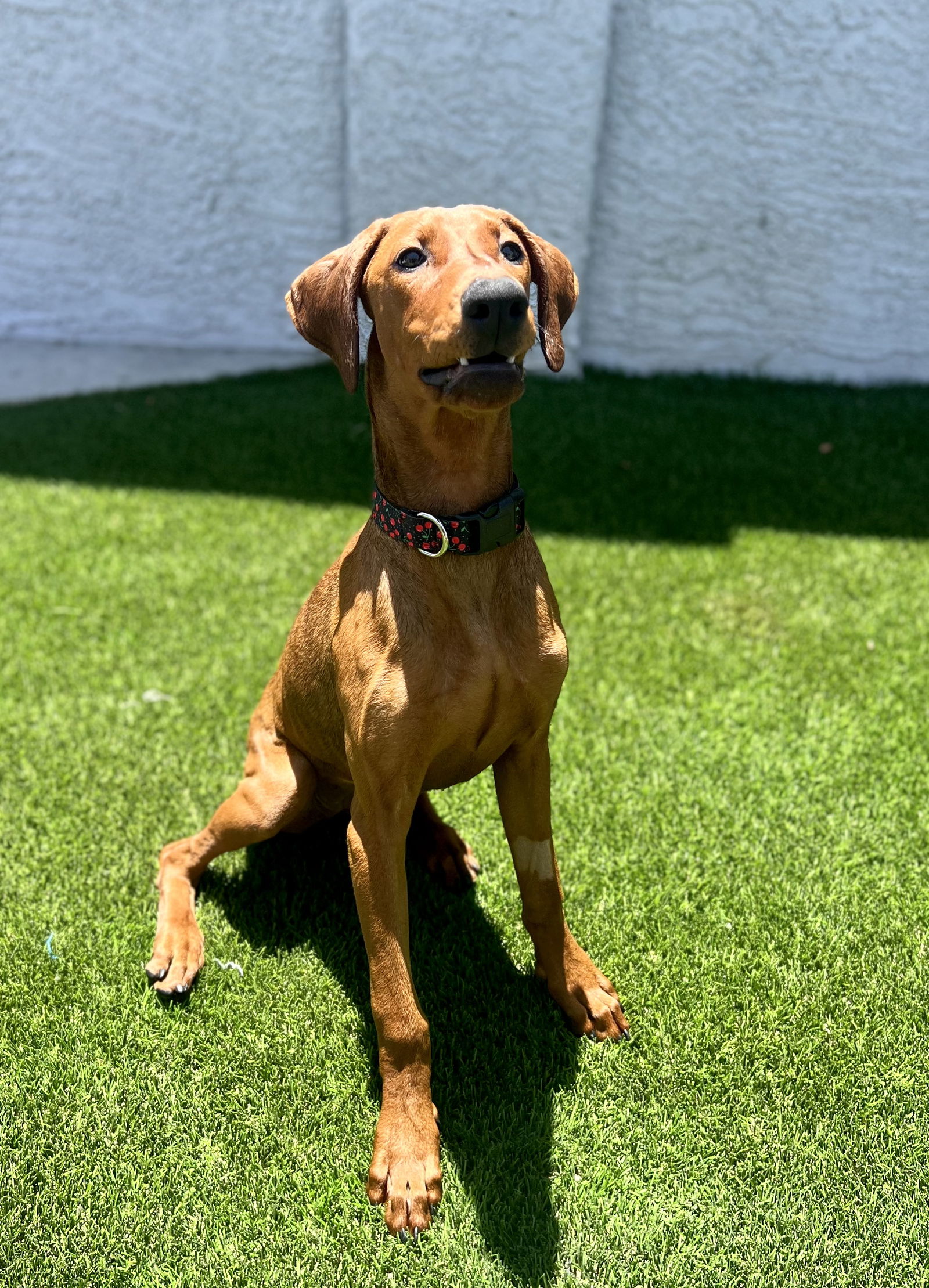 Dog For Adoption - Cherry, A Doberman Pinscher In North Las Vegas, NV ...