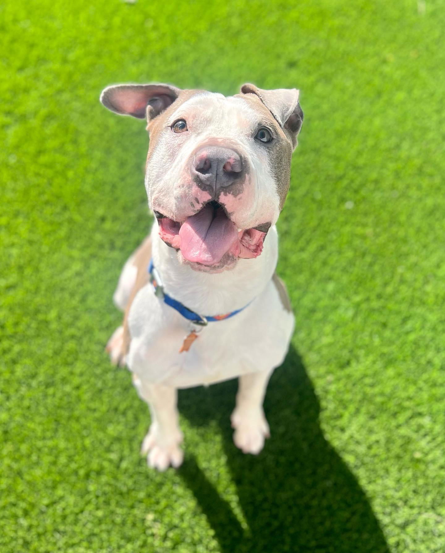 Dog for Adoption - Royce, a American Pit Bull Terrier in North Las ...