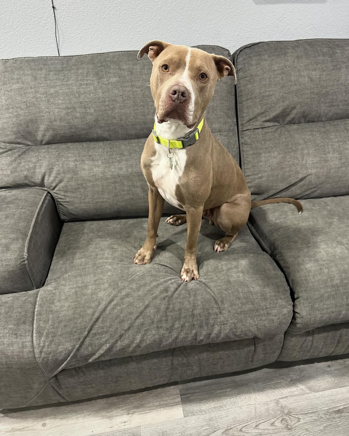 adoptable Dog in Las Vegas, NV named Finch