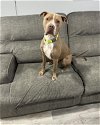 adoptable Dog in , NV named Finch