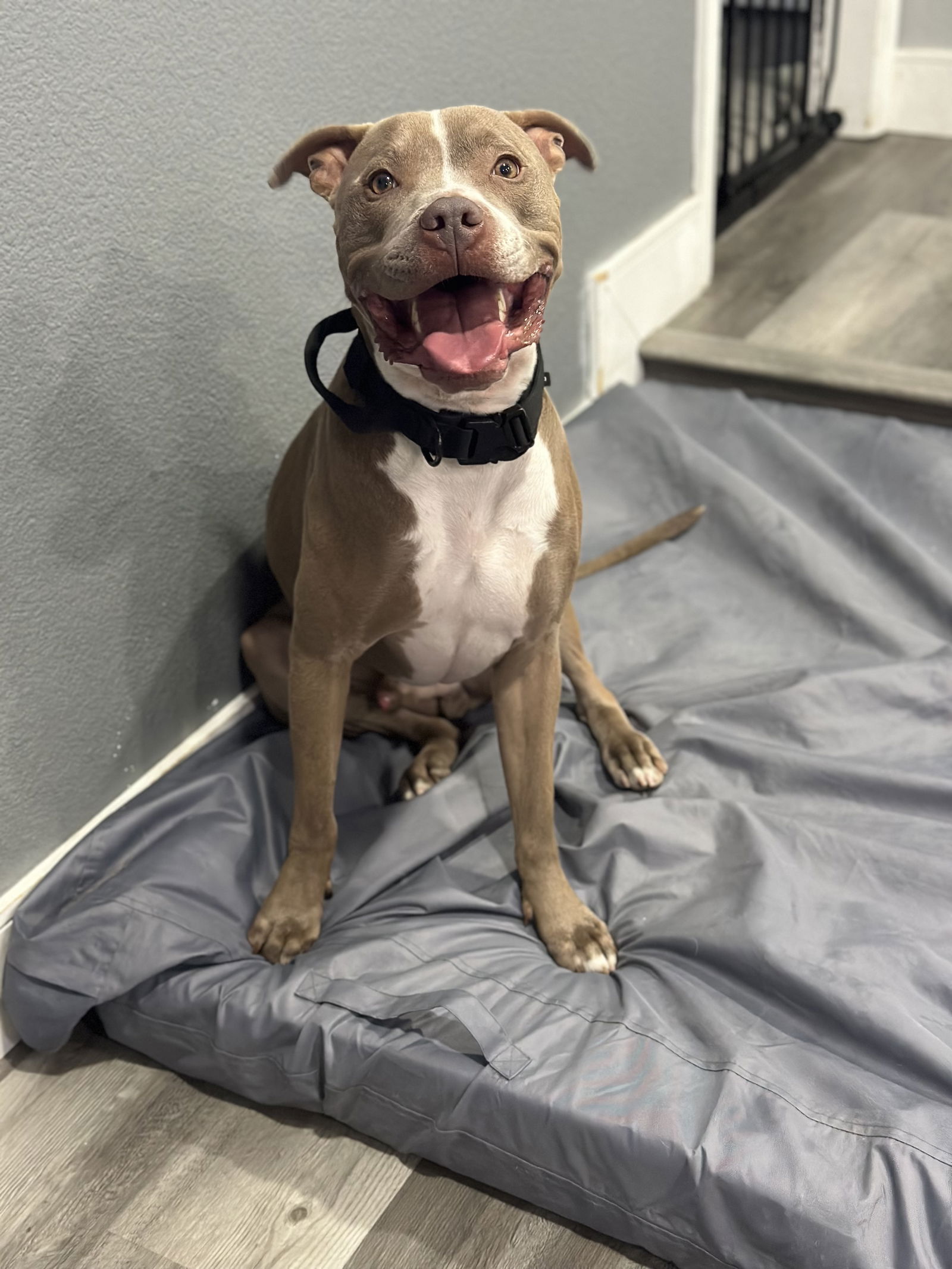 adoptable Dog in Las Vegas, NV named Carl