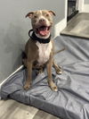 adoptable Dog in , NV named Carl