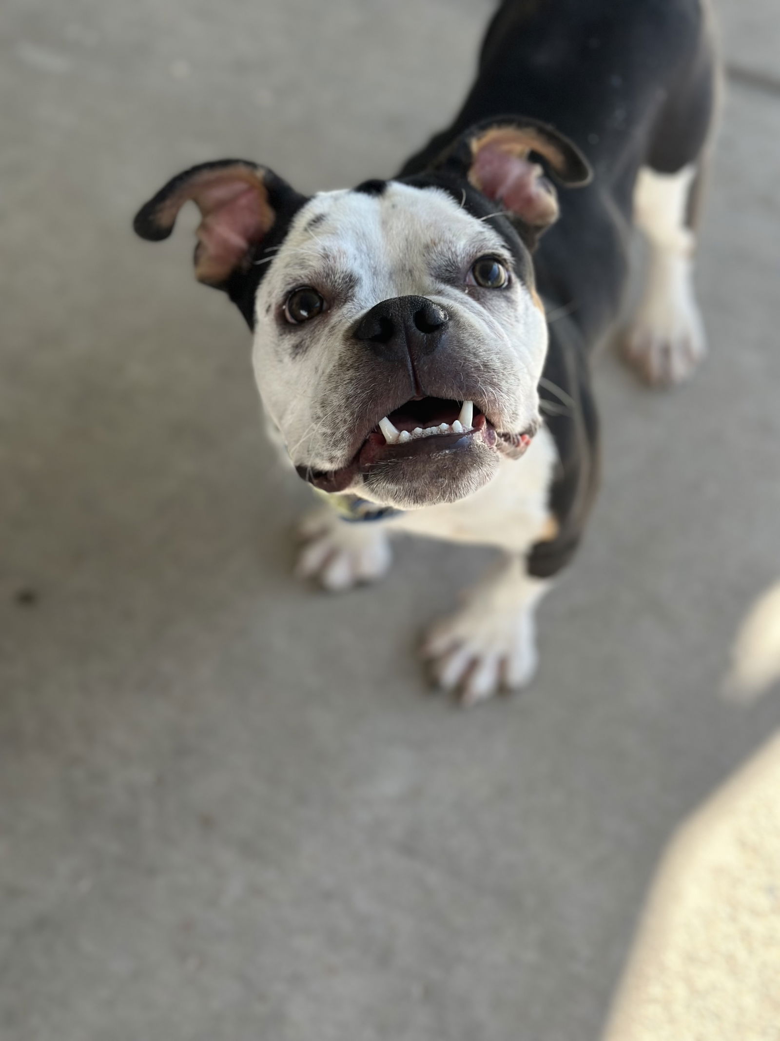 adoptable Dog in Las Vegas, NV named Udon