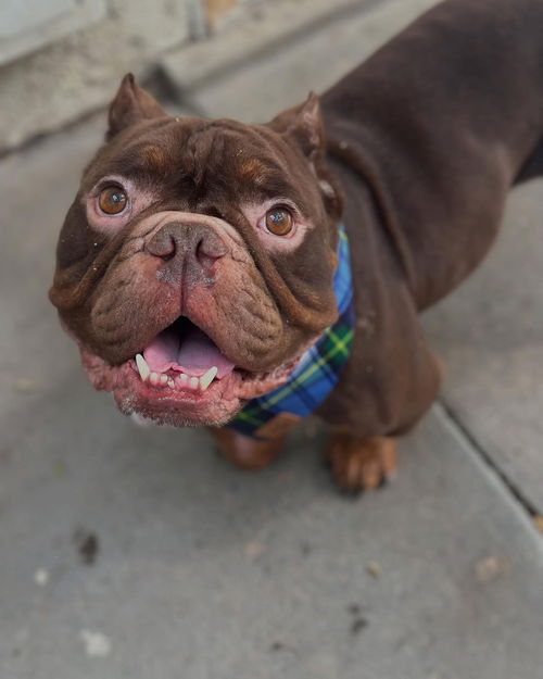 Hugo