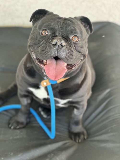 Panchito
