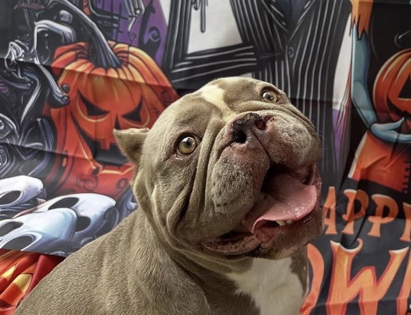 Wednesday & Pugsley