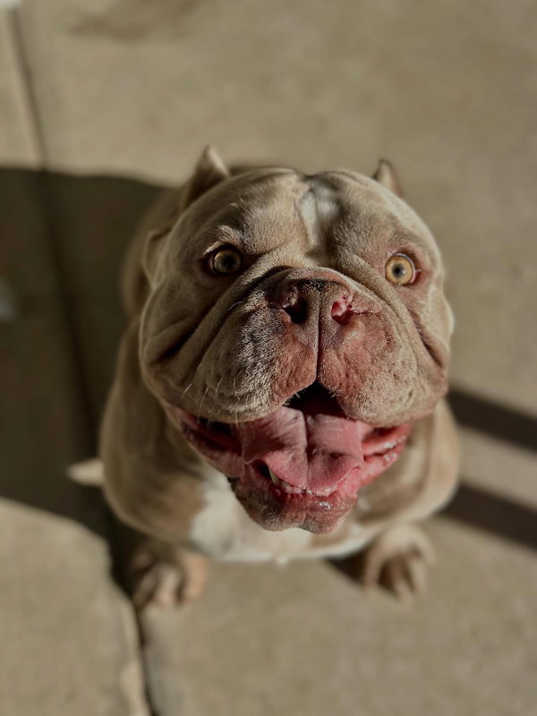 Pugsley
