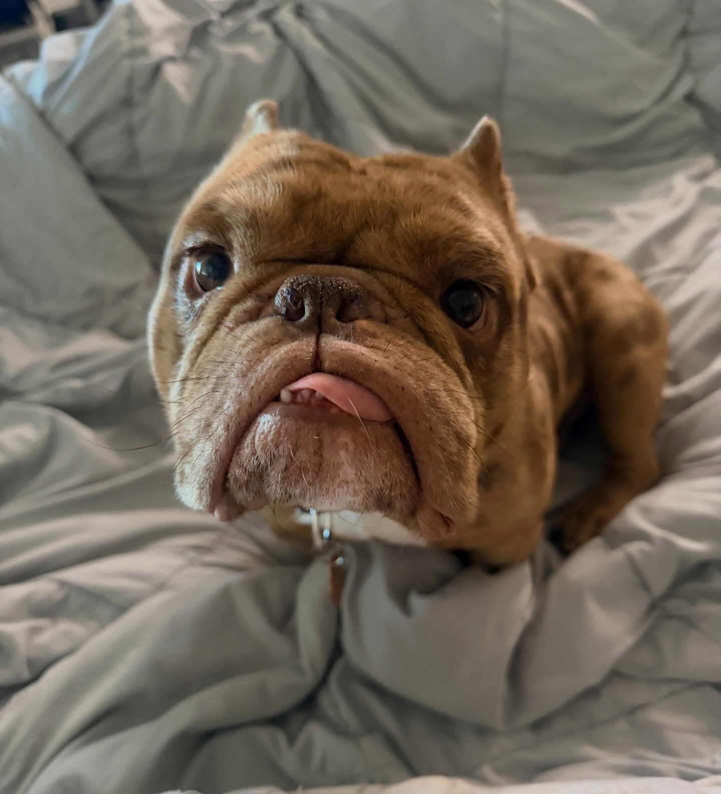 Eggroll Image