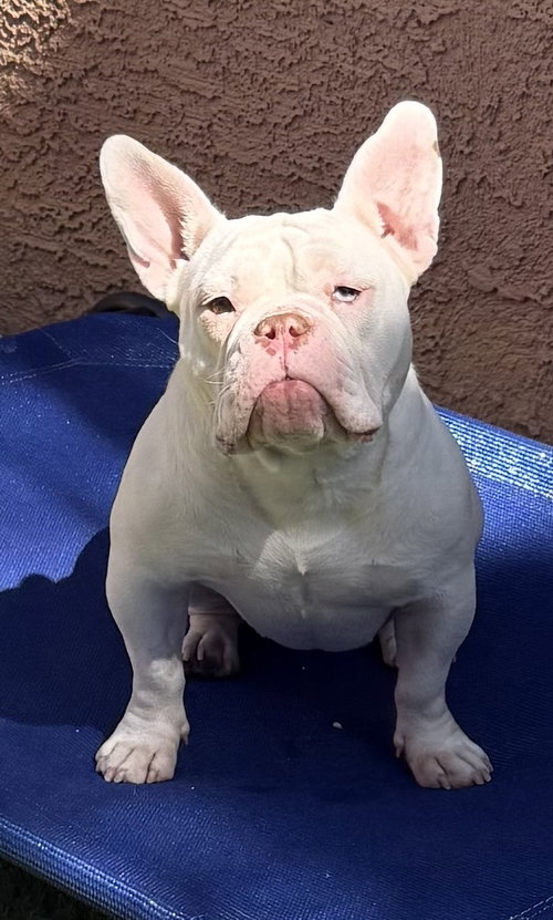Rainbow, an adoptable Bulldog in Las Vegas, NV