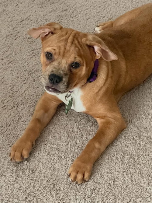 Skittle, an adoptable Unknown breed in Las Vegas, NV