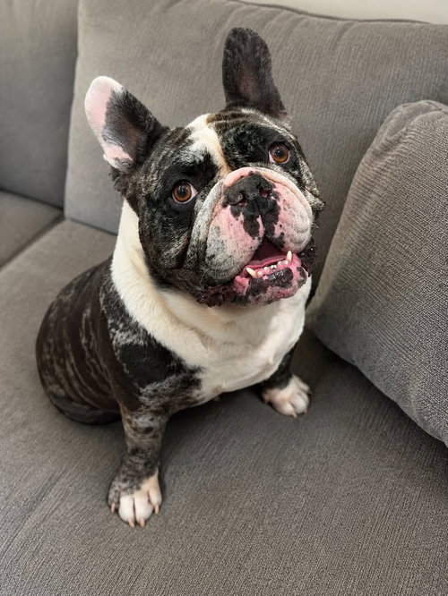 Biggie, an adoptable Bulldog in Las Vegas, NV