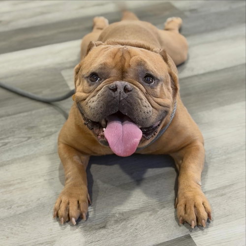 Travis, an adoptable Bulldog in Las Vegas, NV