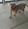 Tyke